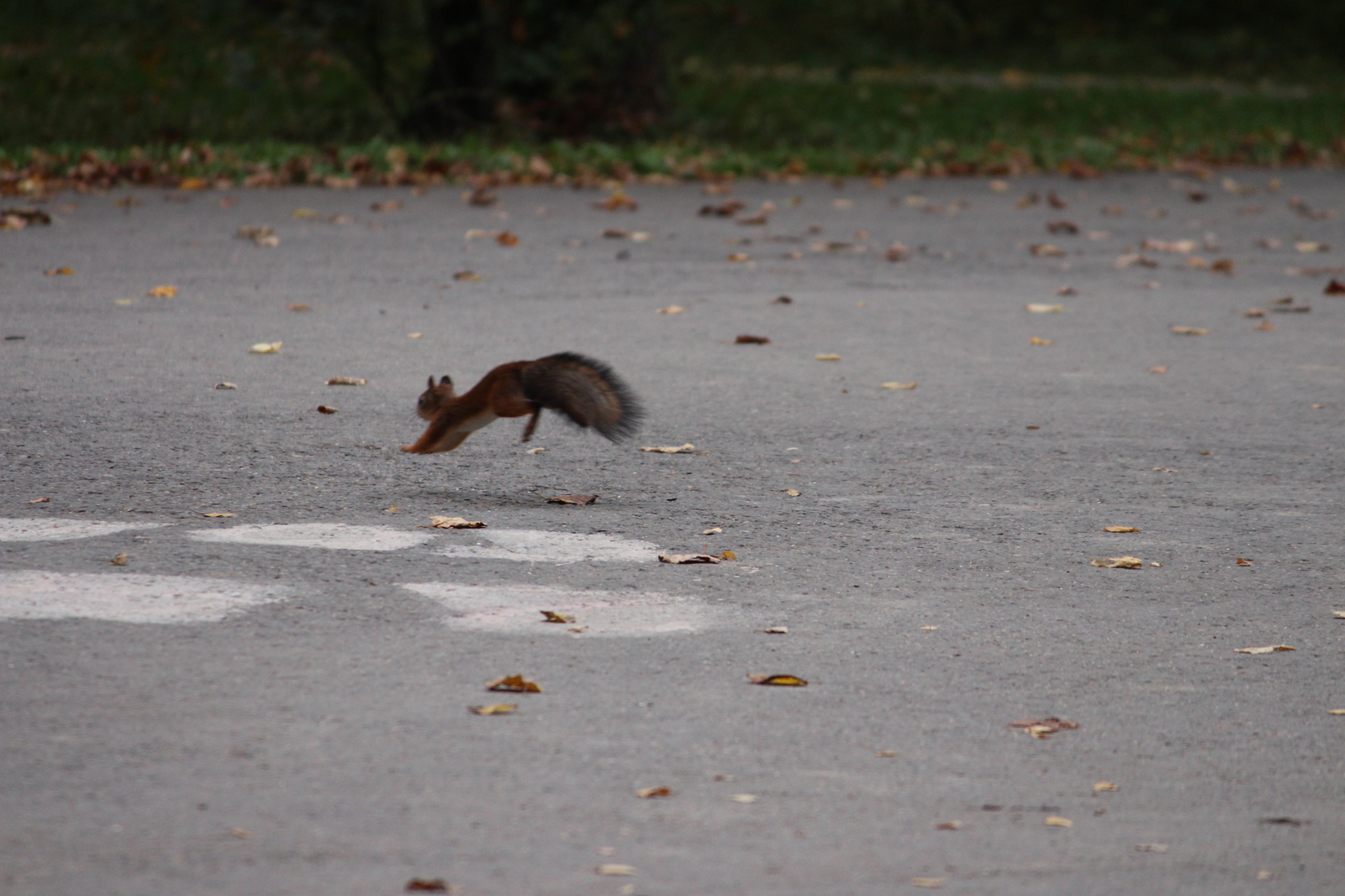 Past infatuation - My, Beginning photographer, The photo, Canon 650d, Animals, Longpost