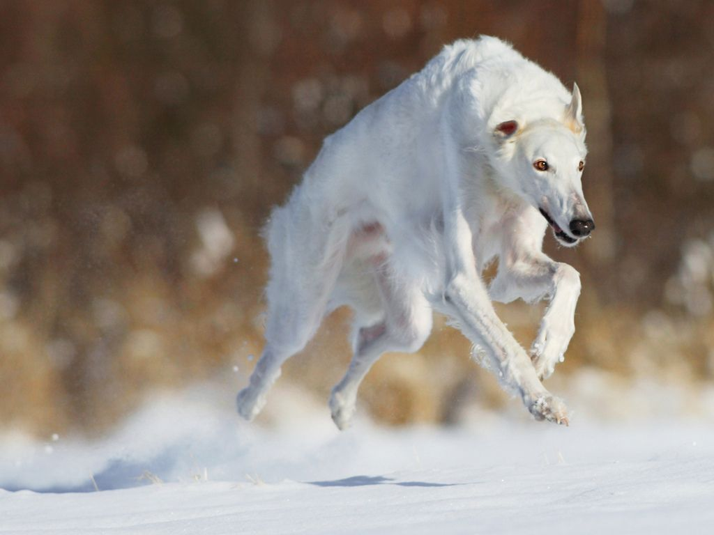 Book of Animals: Russian Borzoi - My, Dog, Russian Greyhound, Pets, Zoology, Humor, Nature, Animal book, Longpost