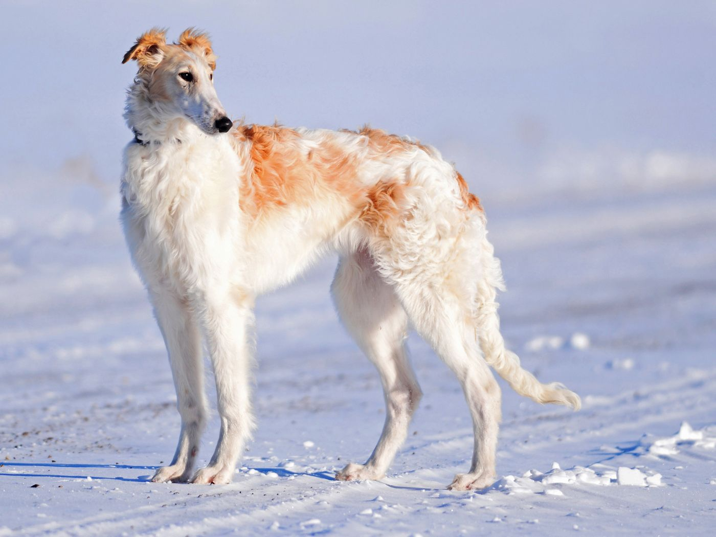 Book of Animals: Russian Borzoi - My, Dog, Russian Greyhound, Pets, Zoology, Humor, Nature, Animal book, Longpost