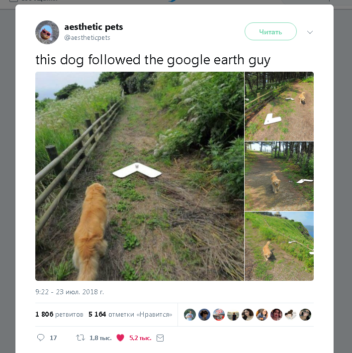 Good boy showed the way - Humor, Dog, Cards, Search queries, Twitter, 