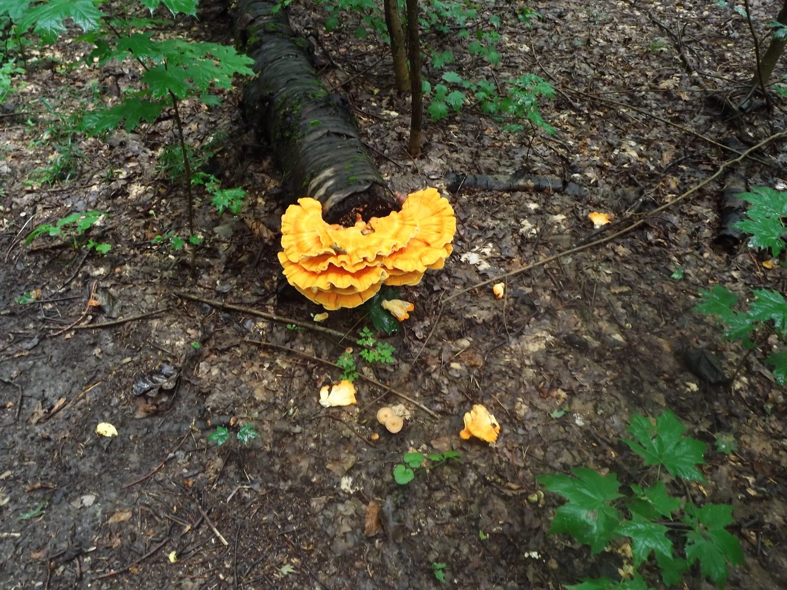 Entertaining mushrooms - My, Mushrooms, The photo, Forest, Porcini, Longpost