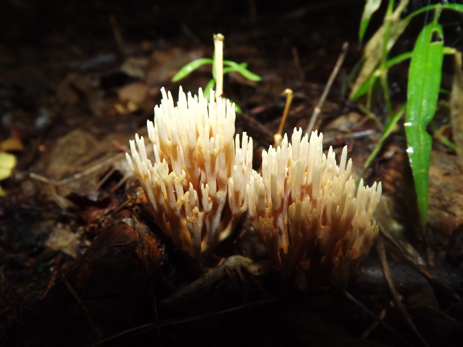 Entertaining mushrooms - My, Mushrooms, The photo, Forest, Porcini, Longpost