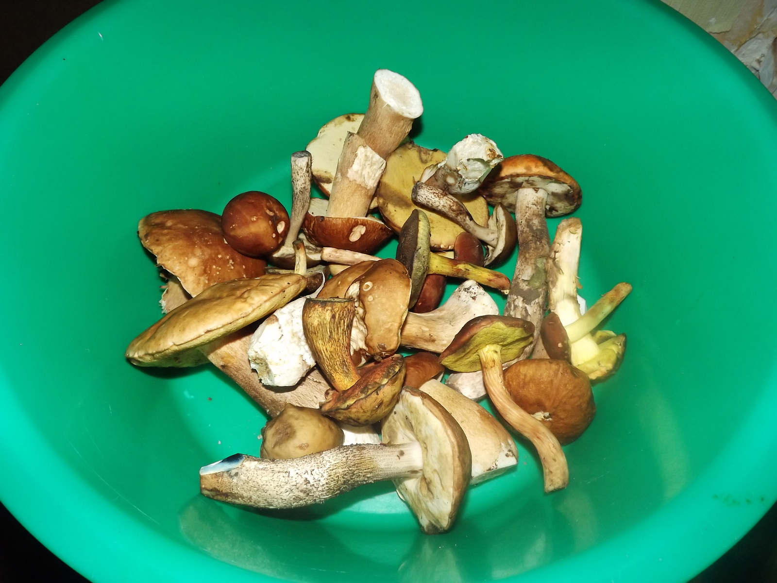 Entertaining mushrooms - My, Mushrooms, The photo, Forest, Porcini, Longpost