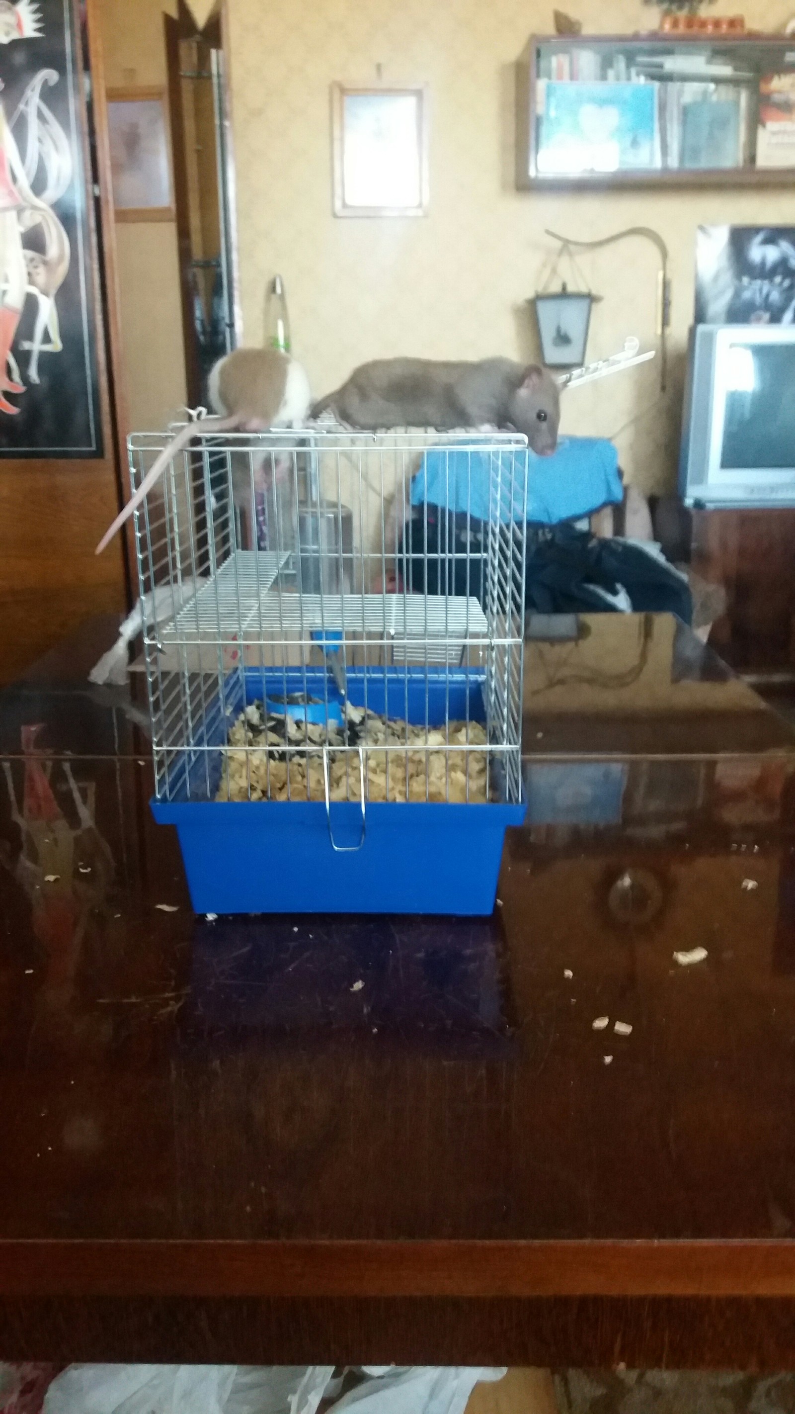 Shusha and Morty - My, Decorative rats, Rat, My, Longpost