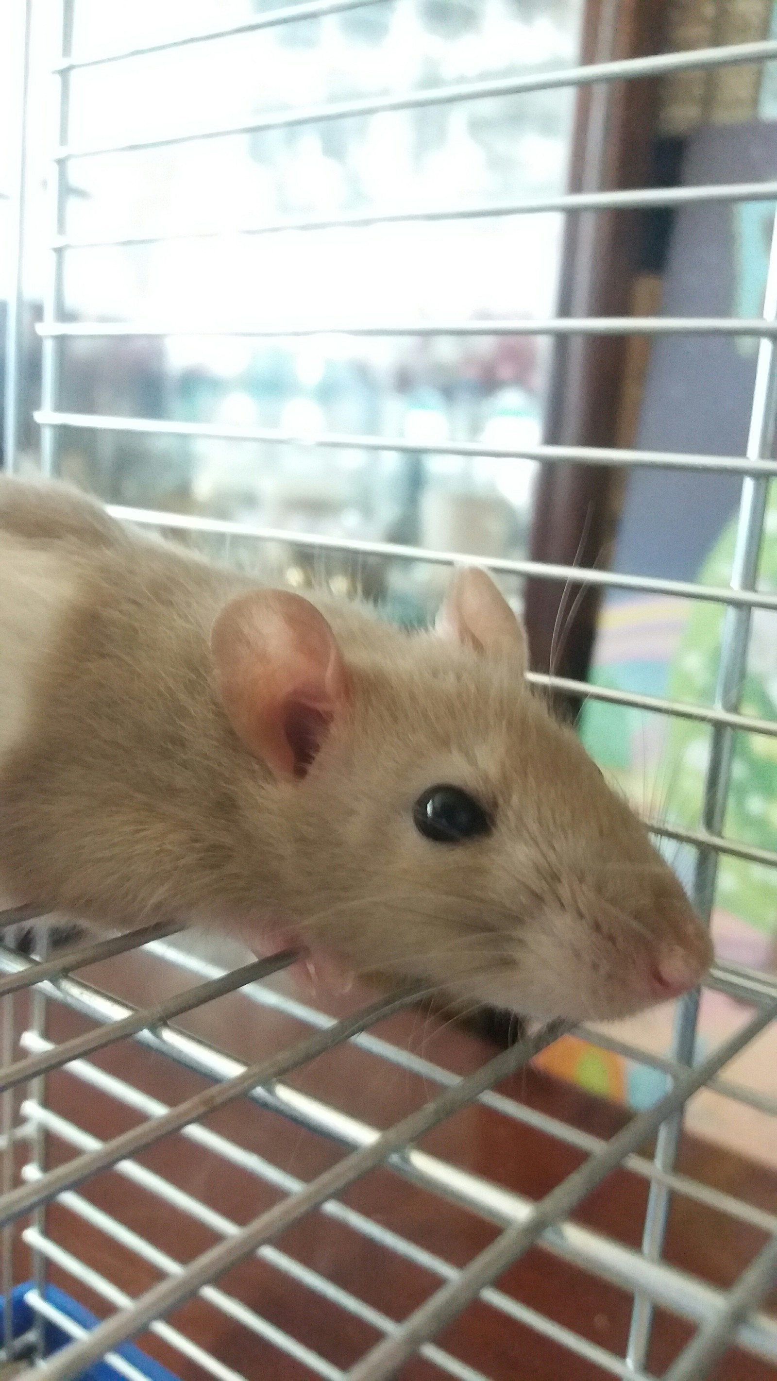 Shusha and Morty - My, Decorative rats, Rat, My, Longpost