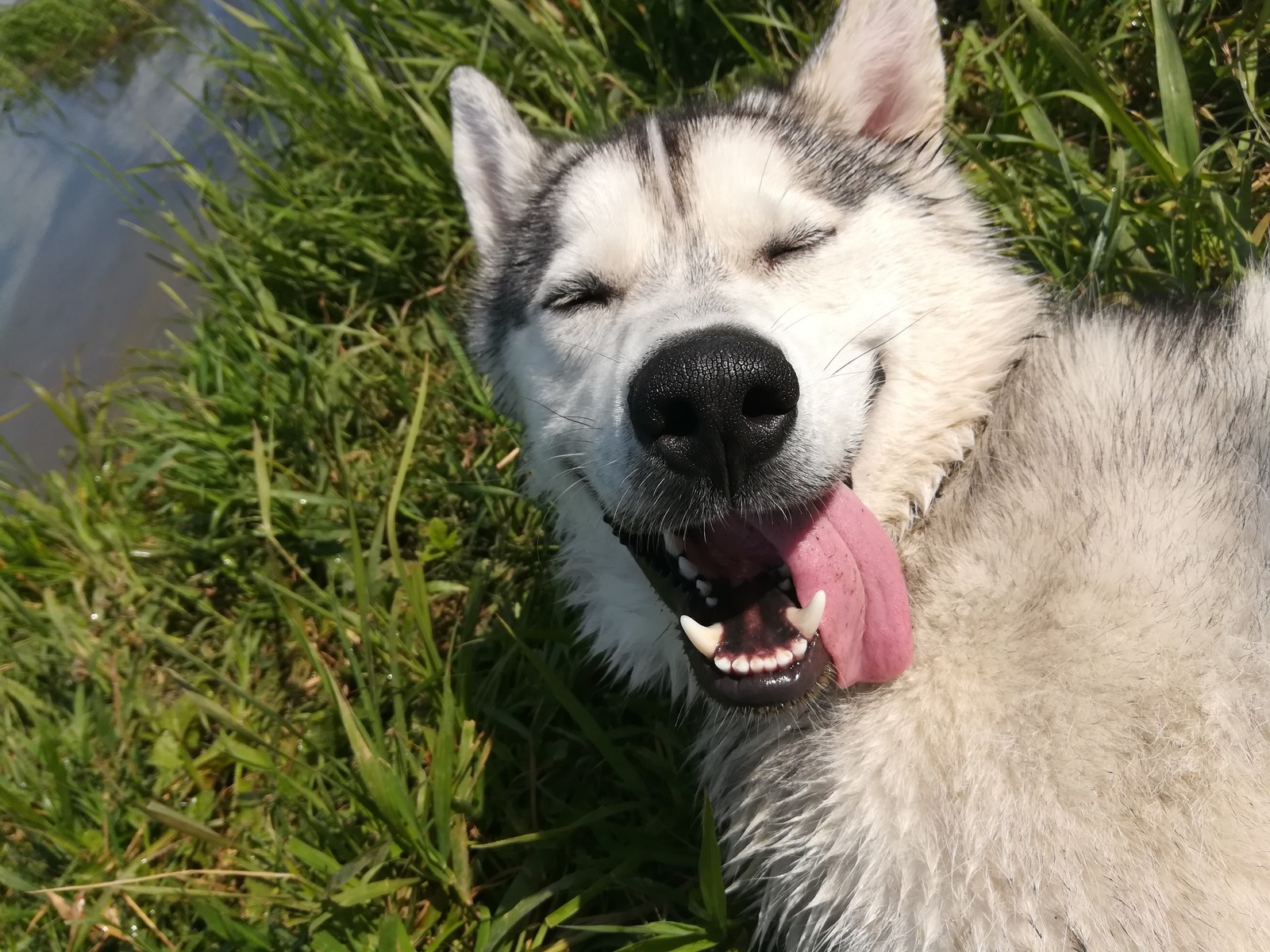 Ulybaka dog - My, Husky, Dog, The photo, Summer, 