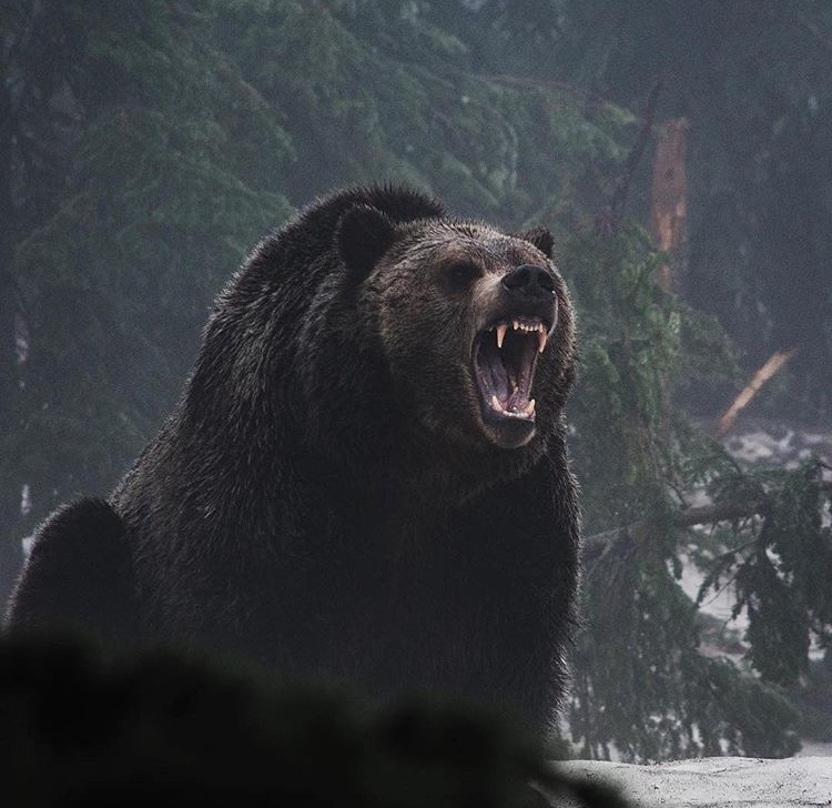 clubfoot - The Bears, wildlife, Forest, Grin