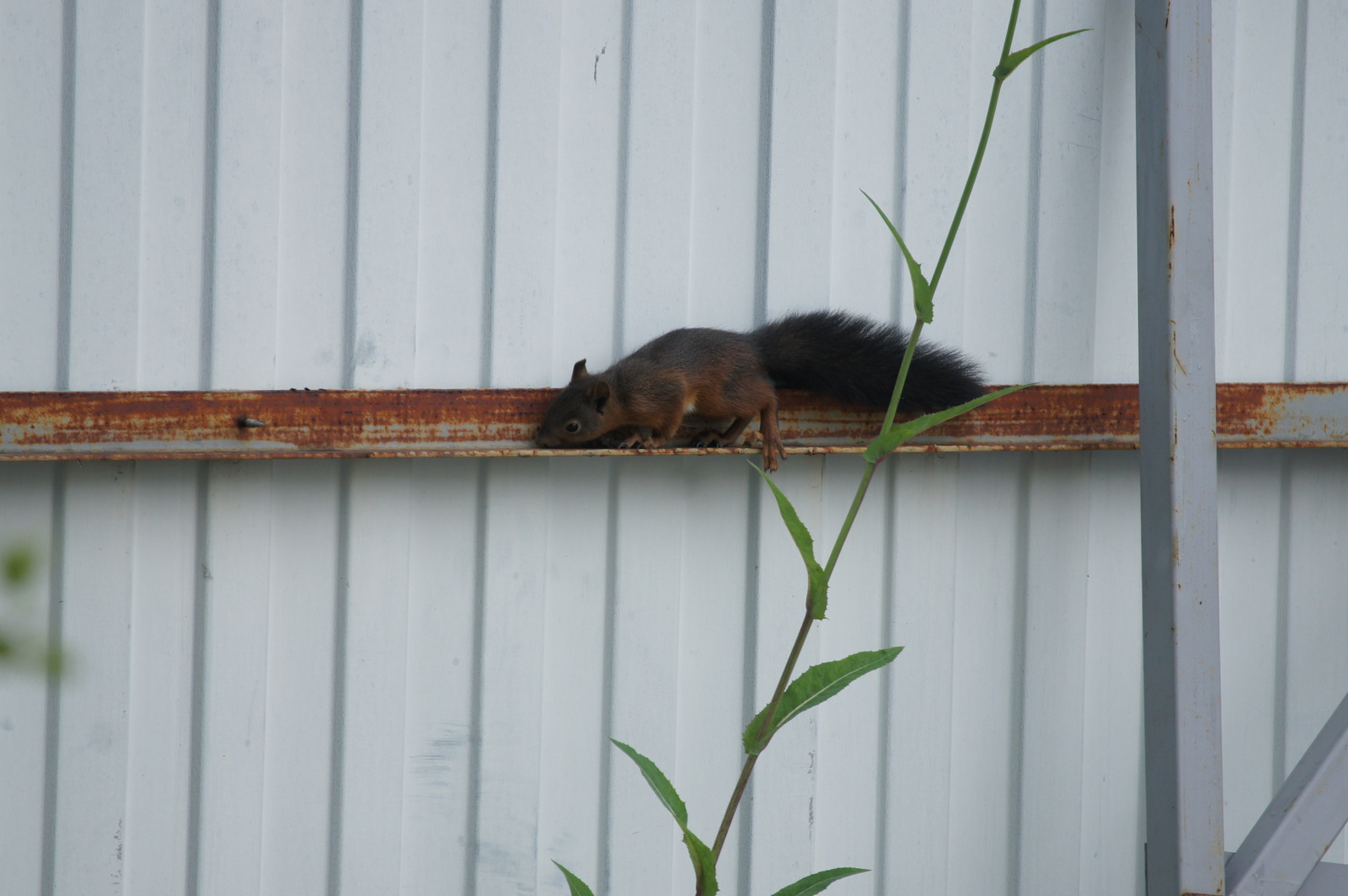 Train better on proteins - My, , The photo, Animals, Longpost, Squirrel