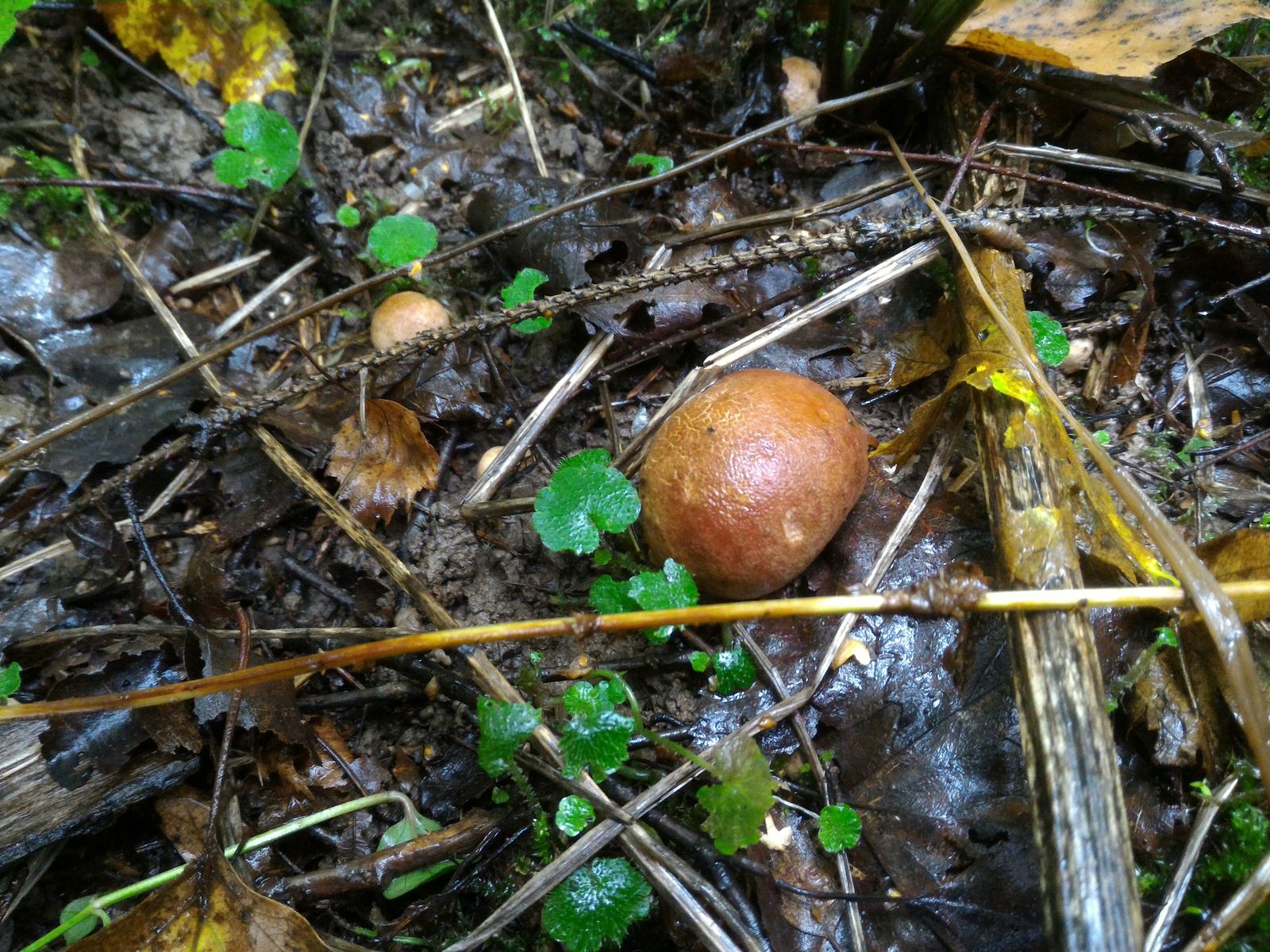 What kind of mushroom? - My, No rating, My, Mushrooms