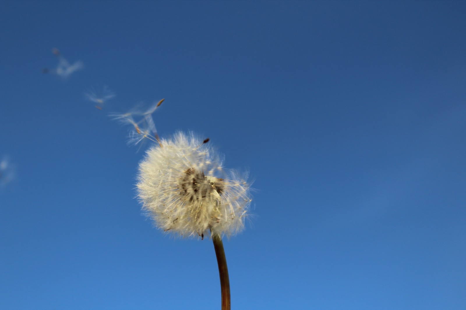 Novice Amateur #6 - My, Nature, Dandelion, Sky, Canon