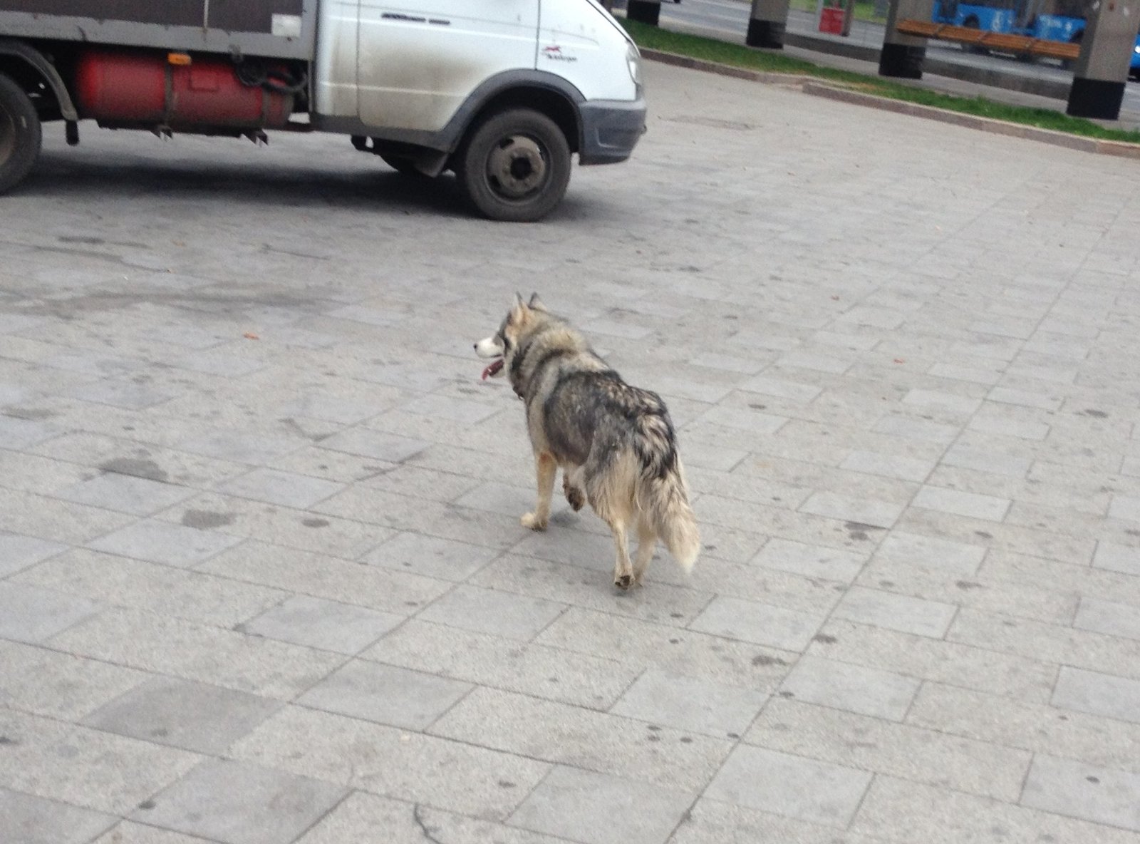 The restless hasya runs. - My, Dog, Lost, Alaskan Malamute