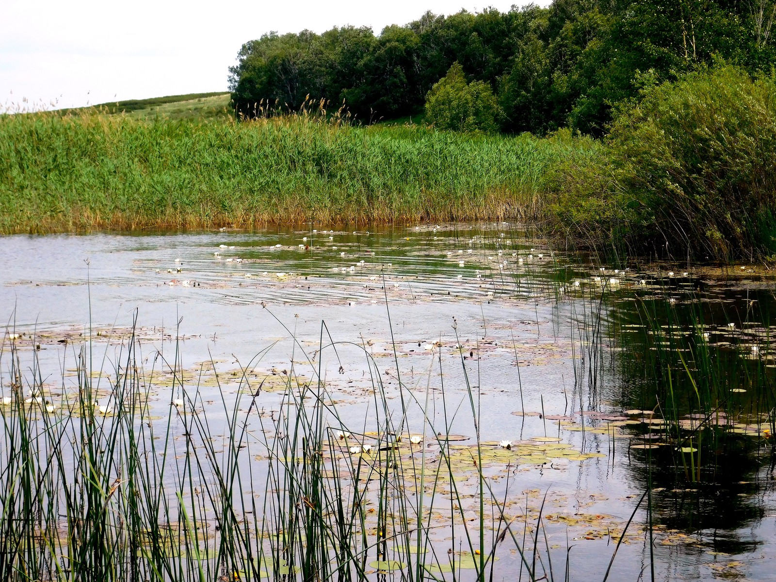 Arkaim and its nature. - My, Arkaim, Nature, The photo, Longpost, Southern Urals