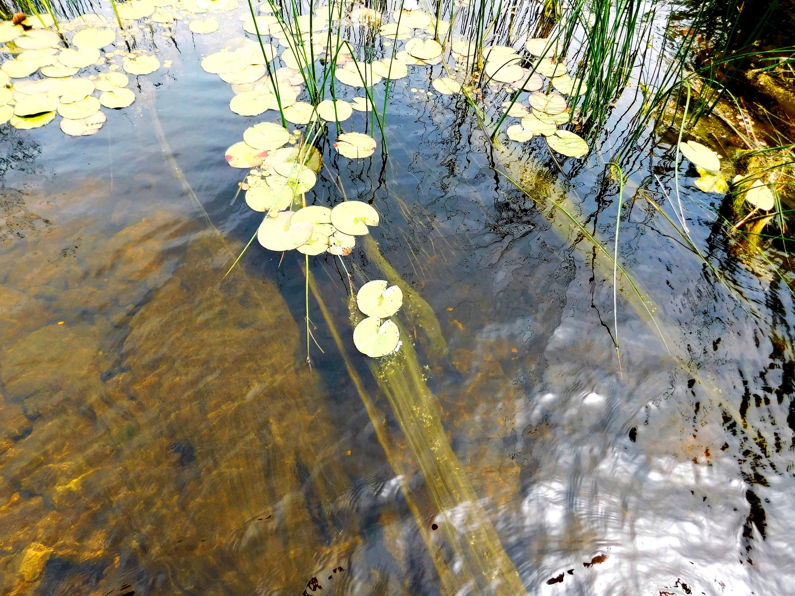 Arkaim and its nature. - My, Arkaim, Nature, The photo, Longpost, Southern Urals