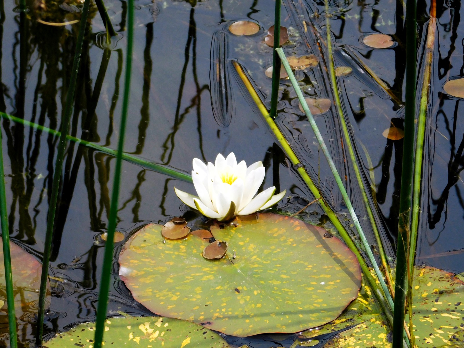 Arkaim and its nature. - My, Arkaim, Nature, The photo, Longpost, Southern Urals