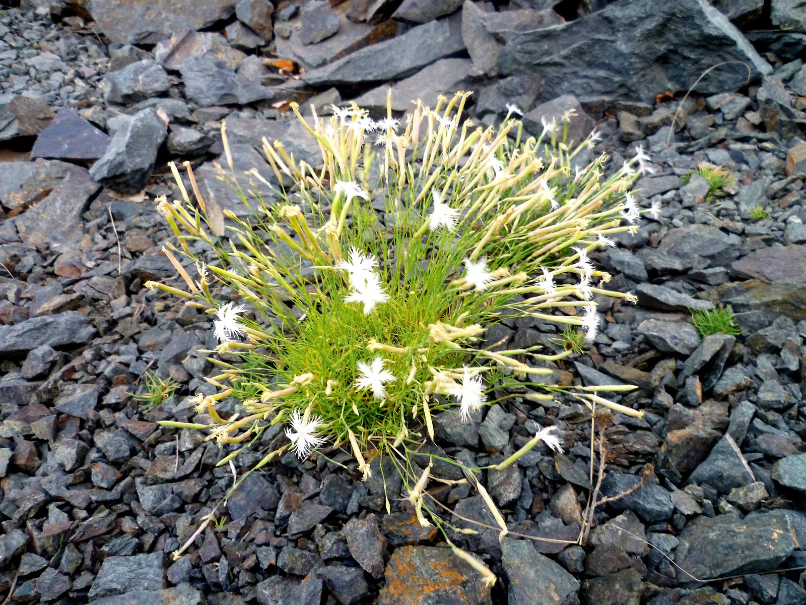 Arkaim and its nature. - My, Arkaim, Nature, The photo, Longpost, Southern Urals