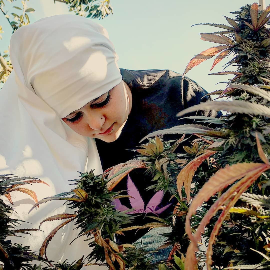 A marijuana plantation is like God's plan. - Sister, Marijuana, Grass, Grass, Medical Cannabis, Longpost, Sisters