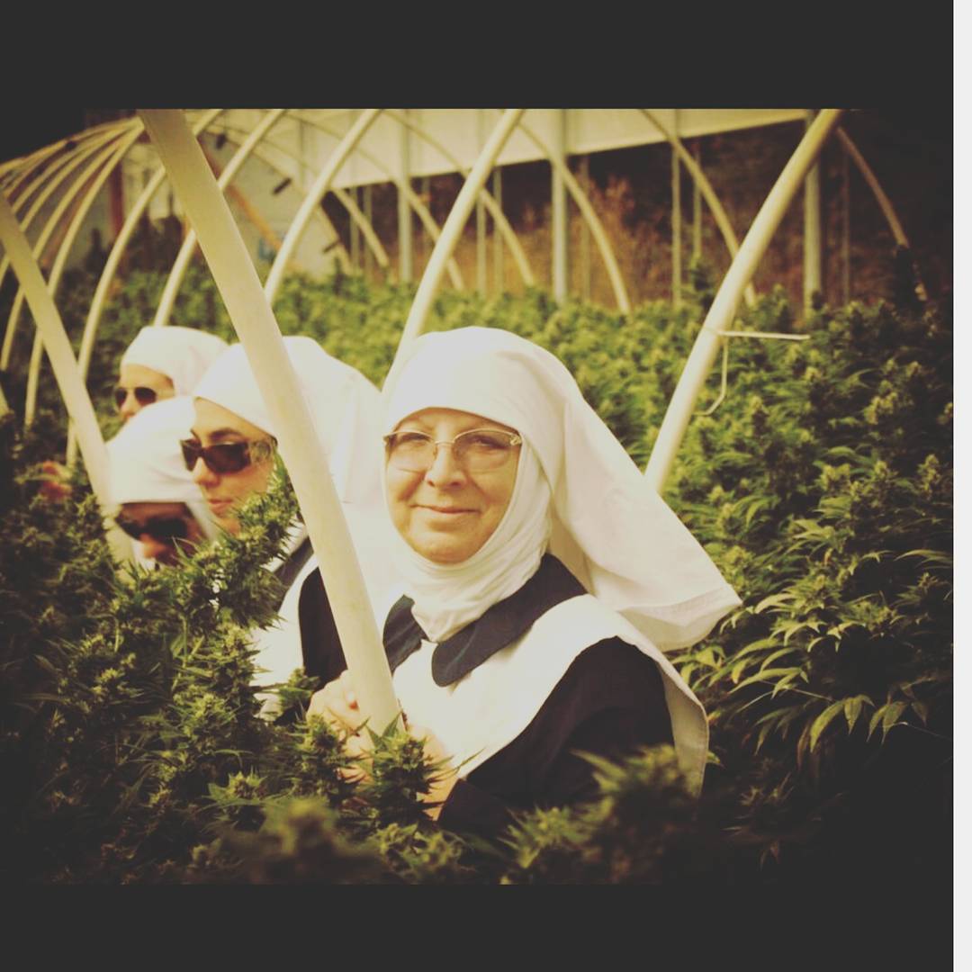 A marijuana plantation is like God's plan. - Sister, Marijuana, Grass, Grass, Medical Cannabis, Longpost, Sisters