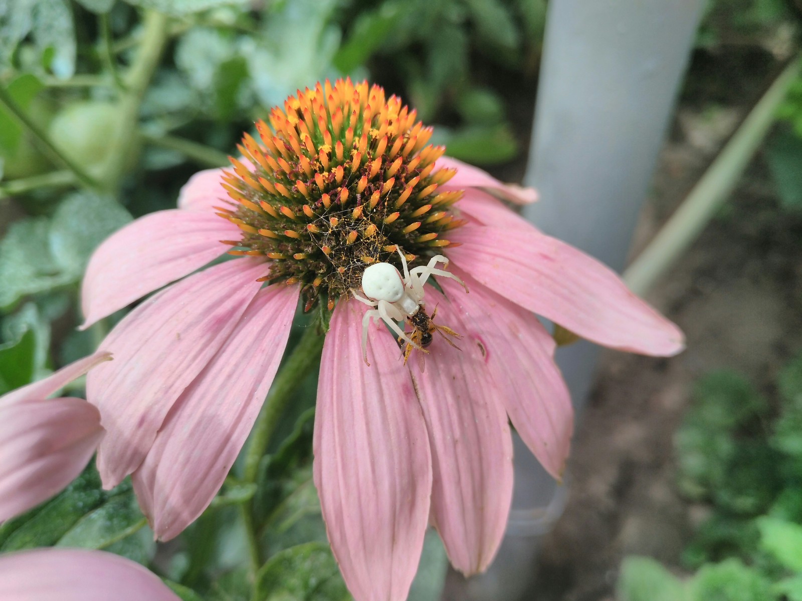 Stopped at lunch - My, Photo on sneaker, The photo, Spider, Dinner, Flowers, beauty