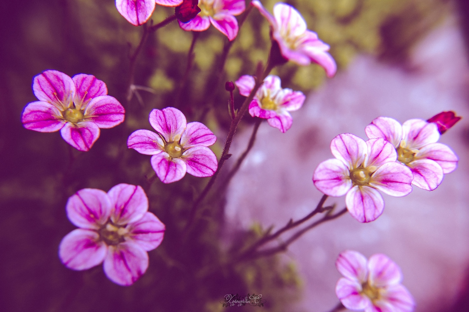 Florophil's Notes No. 7. - My, Flowers, Macro photography, beauty, Summer, Lilies of the valley, Longpost