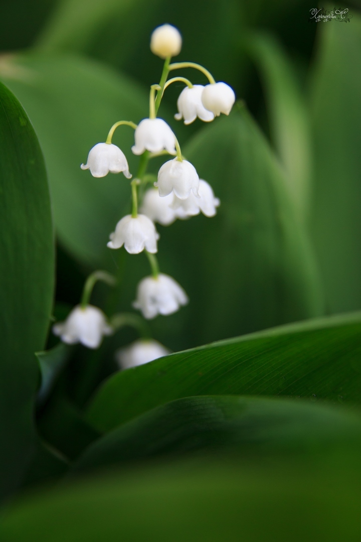 Florophil's Notes No. 7. - My, Flowers, Macro photography, beauty, Summer, Lilies of the valley, Longpost