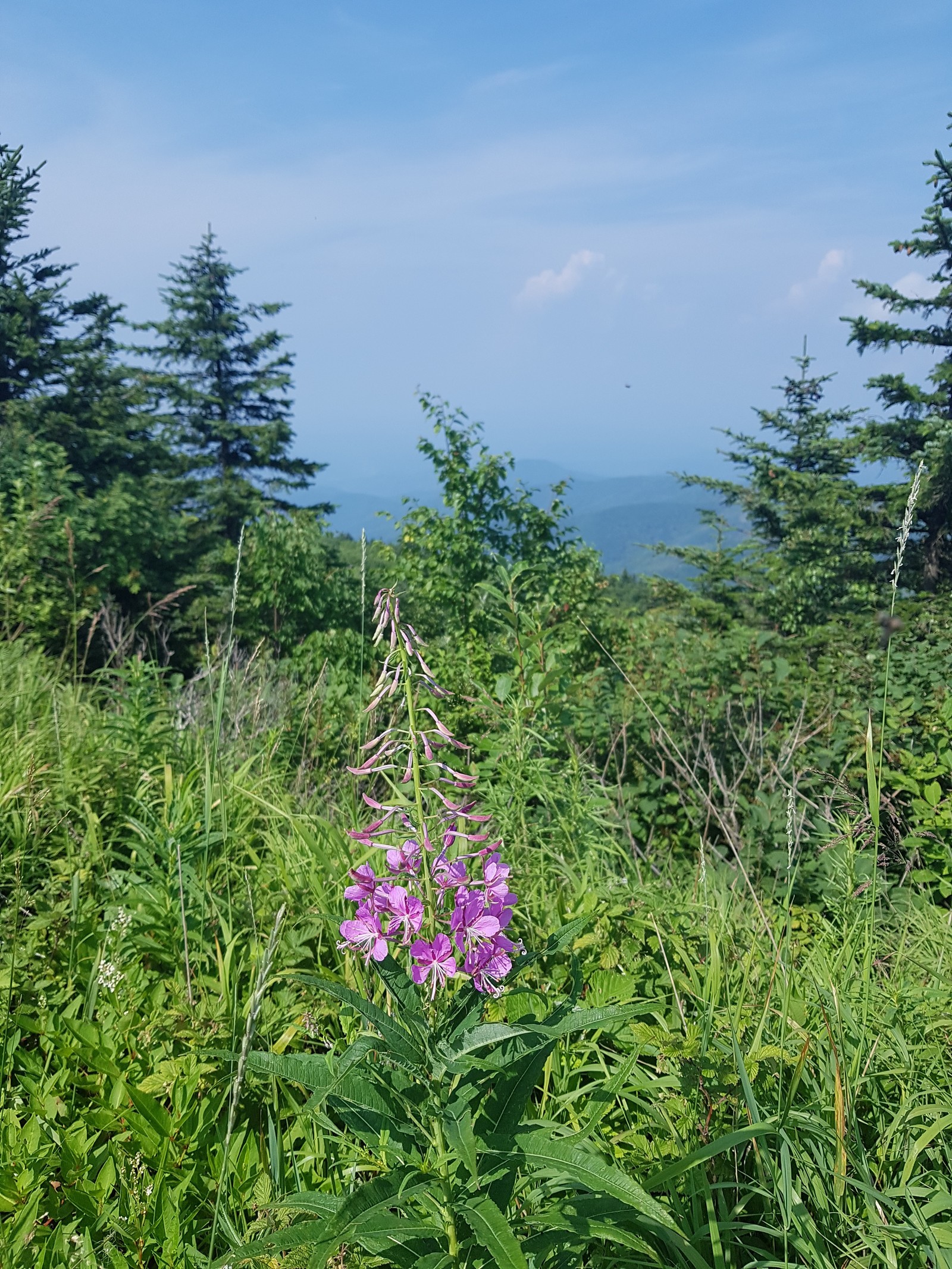 Black Bush, Primorsky Territory - My, The mountains, Primorsky Krai, Summer, My life, Longpost