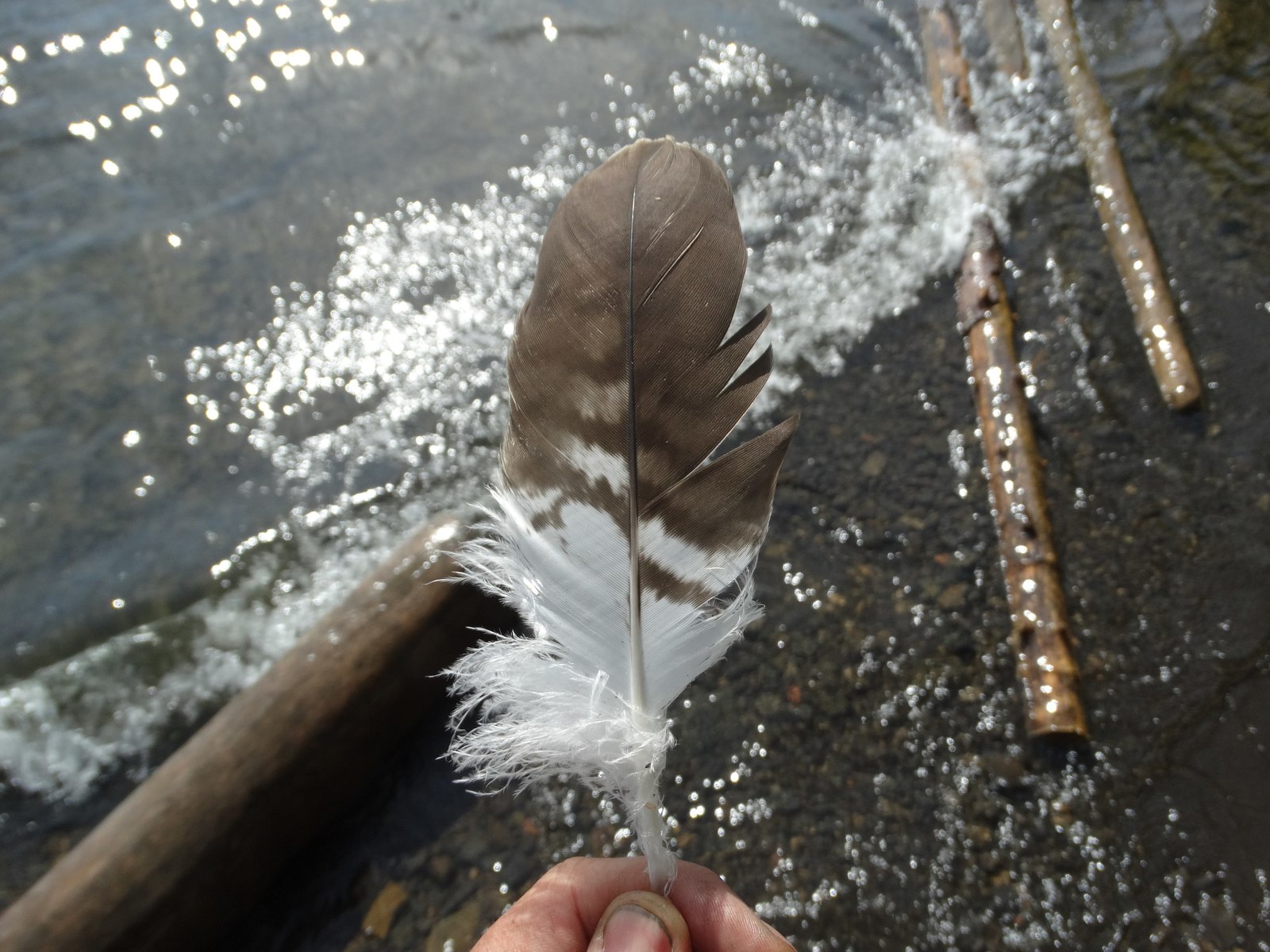 Feather Jonathan - My, Friday tag is mine, Needlework with process, Feathers, Birds, Longpost