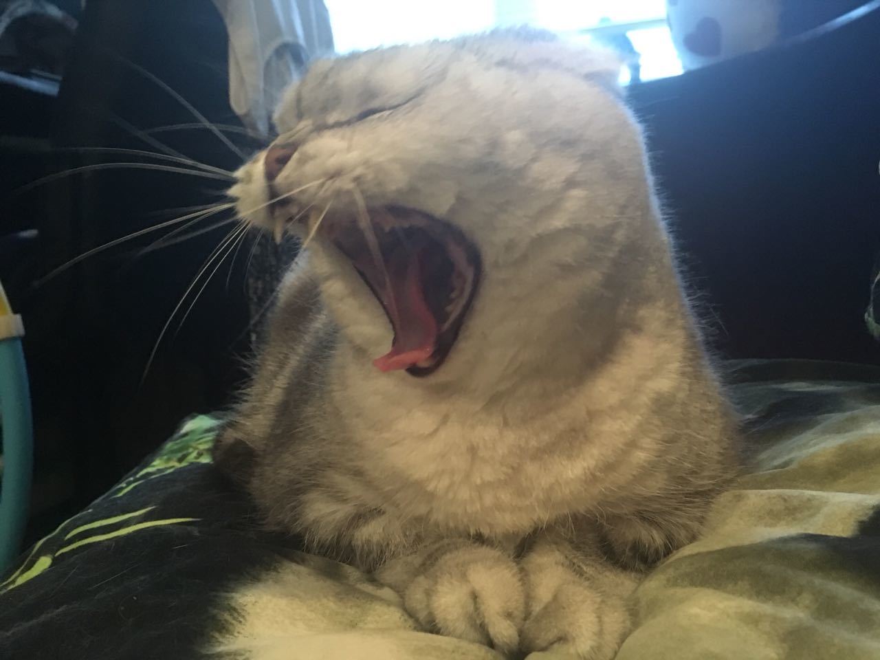 Two-faced Janus. - My, Scottish lop-eared, Tag, cat