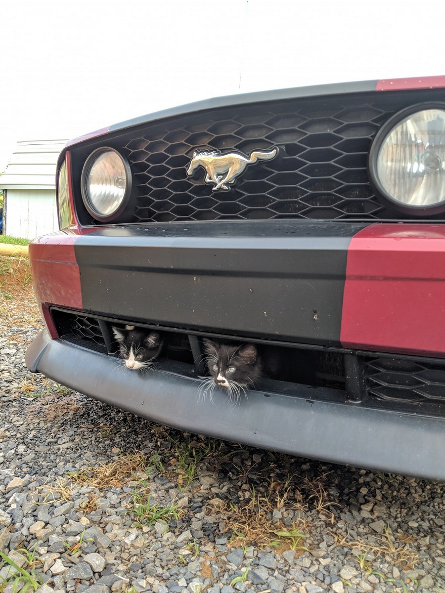 550 horsepower and 2 seals - Mustang, cat, Auto, Car