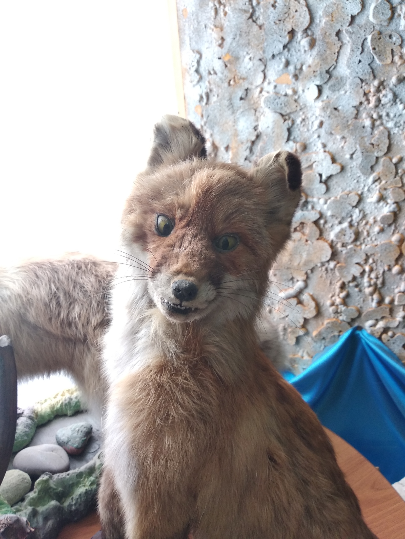 A stuffed fox that has seen a lot. Museum on Olkhon Island - My, Fox, Scarecrow, Stubbornness, Olkhon, Longpost