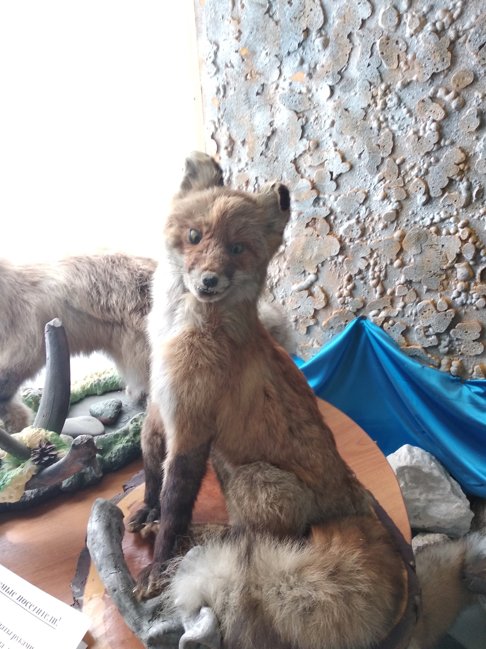 A stuffed fox that has seen a lot. Museum on Olkhon Island - My, Fox, Scarecrow, Stubbornness, Olkhon, Longpost