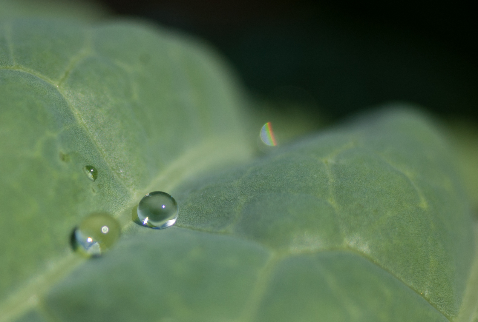 Dew drops and cosmic petal. - My, Macro, Nature, Nikon D40, Dew, The photo, I want criticism, Longpost, Macro photography