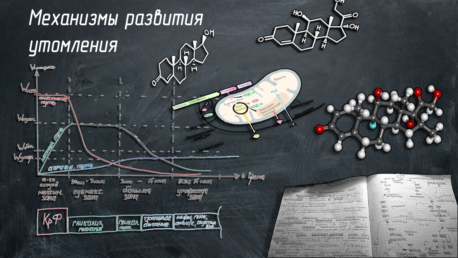 Утомление, восстановление, адаптация. | Пикабу