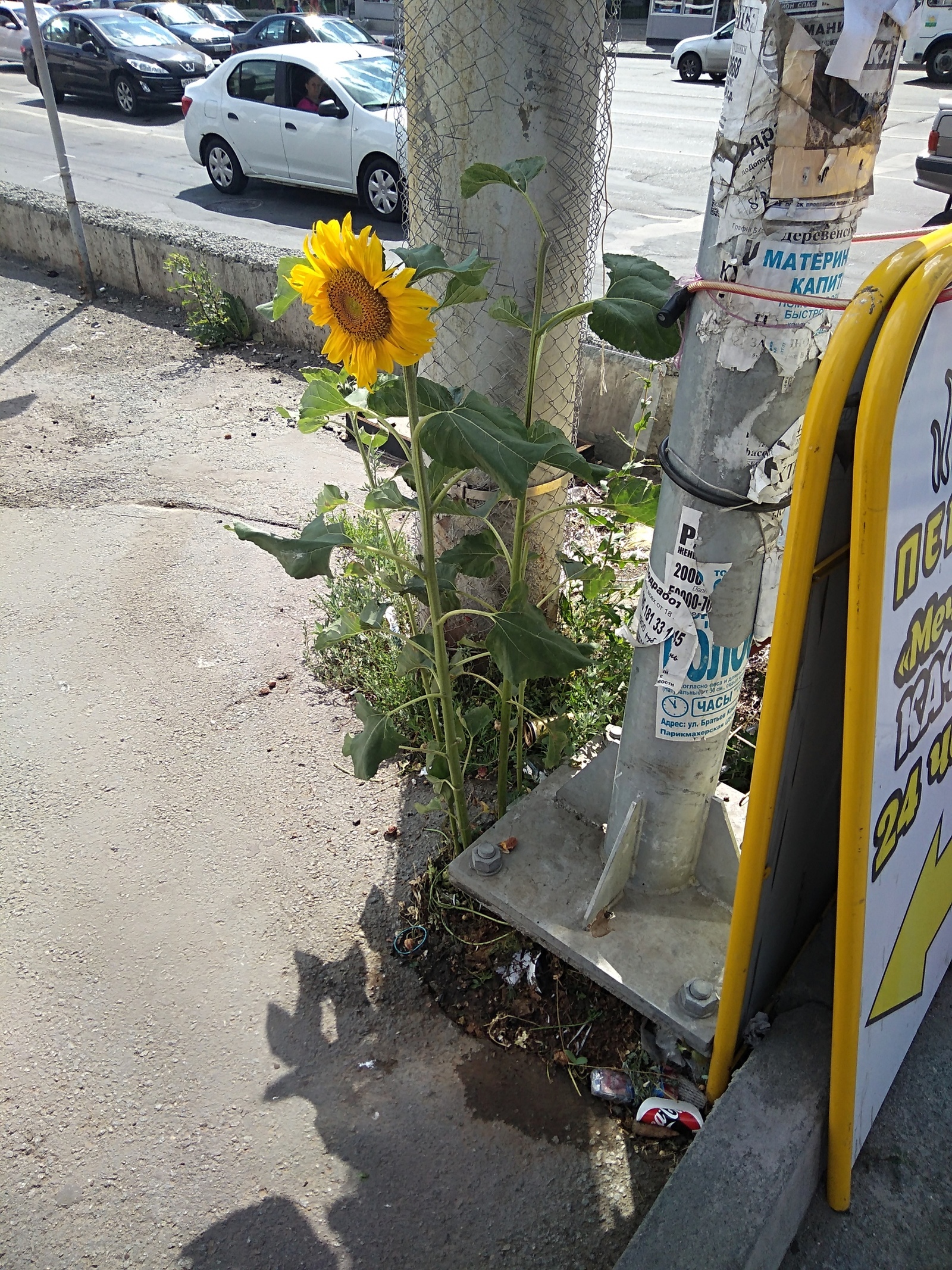 The story of one disgusting thing: a sunflower grew at the crossroads in Chelyabinsk, but a girl from the office center tore off his head - Chelyabinsk, Disgusting, Plants, Longpost