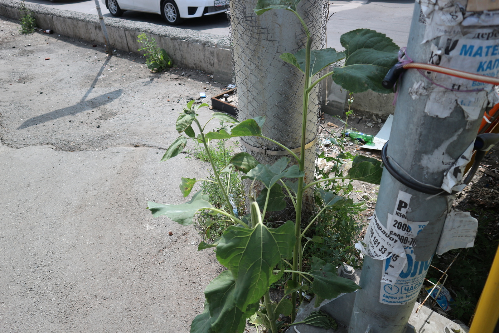 The story of one disgusting thing: a sunflower grew at the crossroads in Chelyabinsk, but a girl from the office center tore off his head - Chelyabinsk, Disgusting, Plants, Longpost