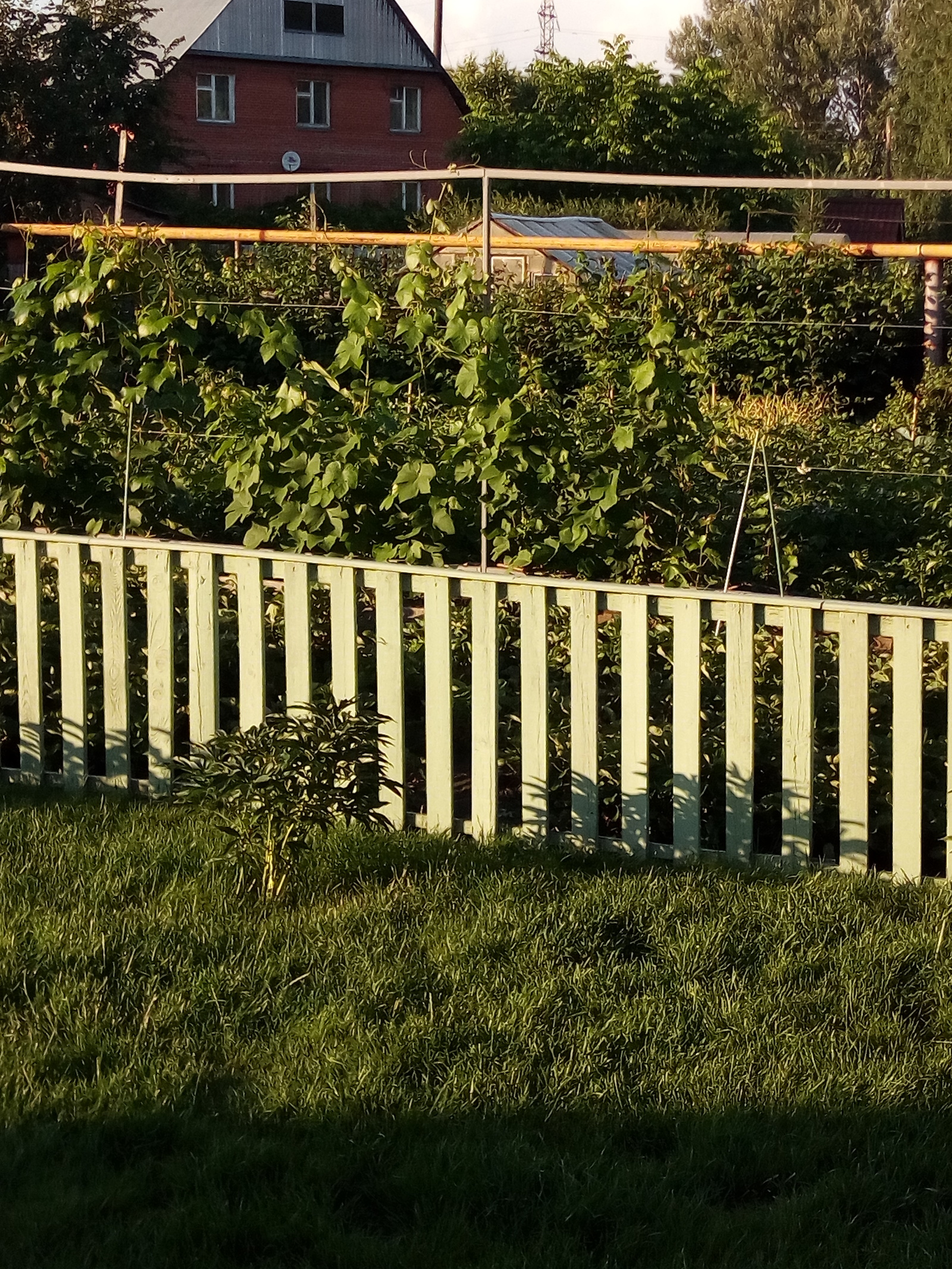 Garden-garden near Novosibirsk - My, My, Garden, Summer, Siberia, Longpost