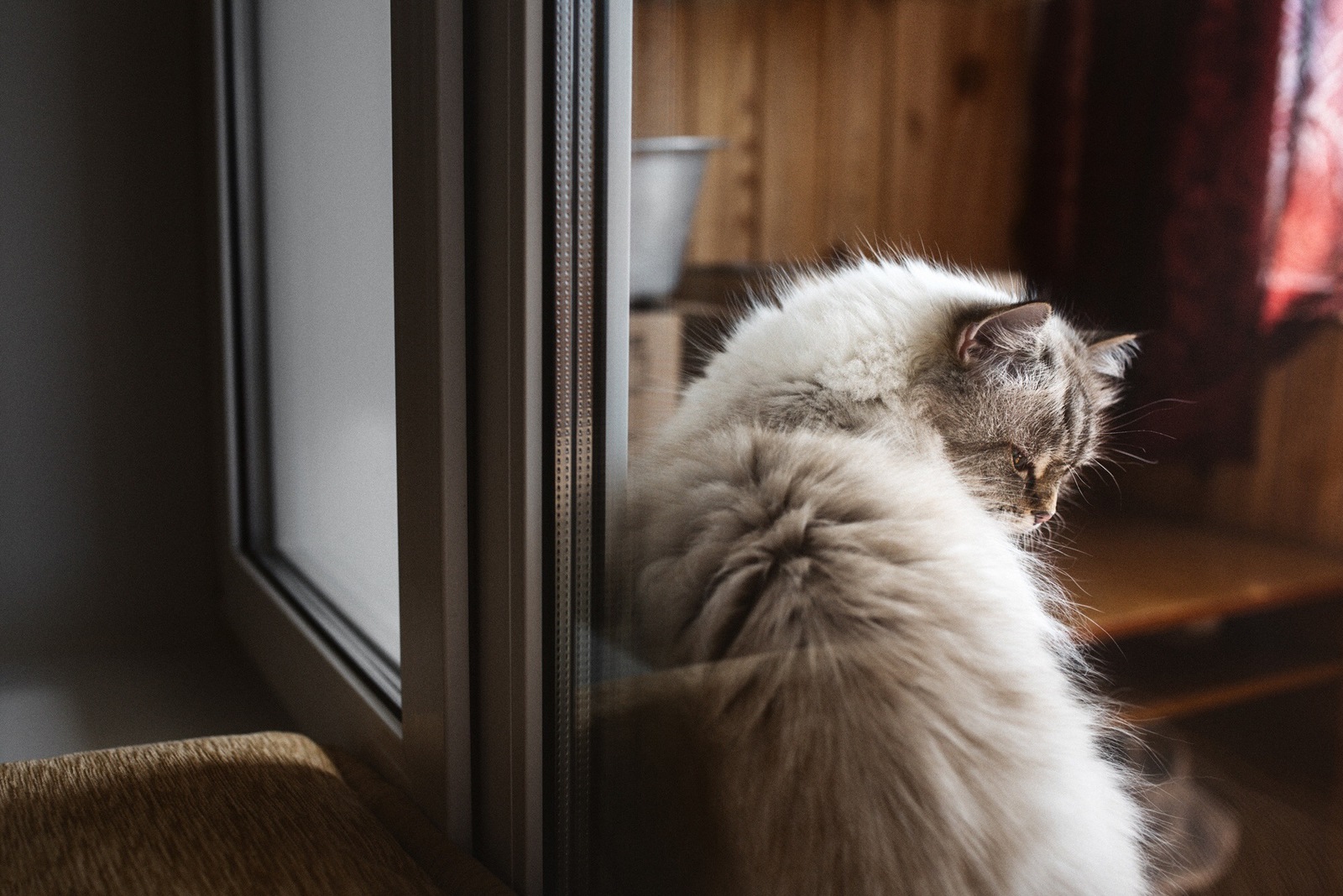 Сонное царство. - Моё, Кот, Котомафия, Фотография, Питомец, Сон, Длиннопост, Домашние животные