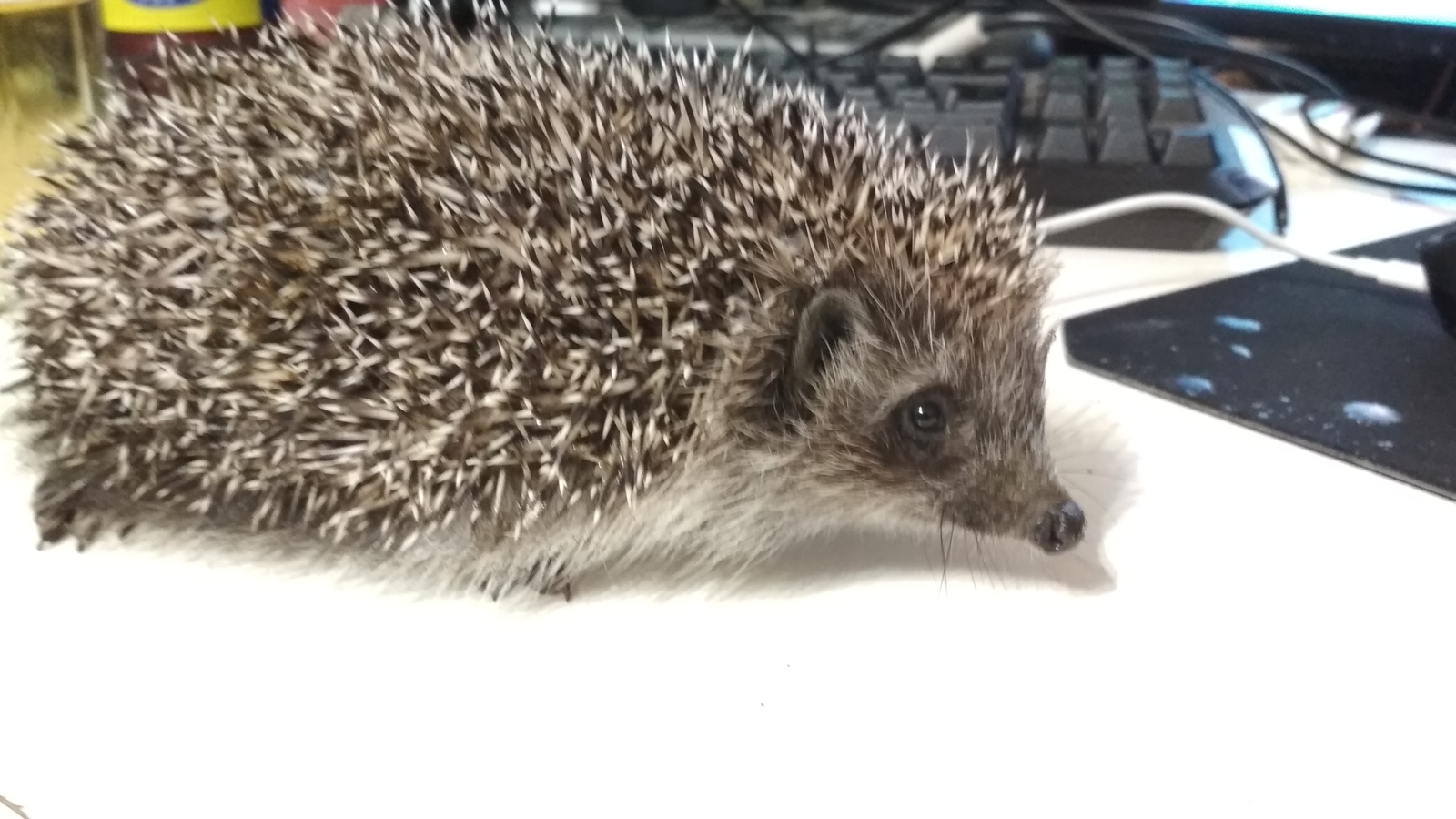 Hedgehog - My, Hedgehog, Night, Animals, Longpost