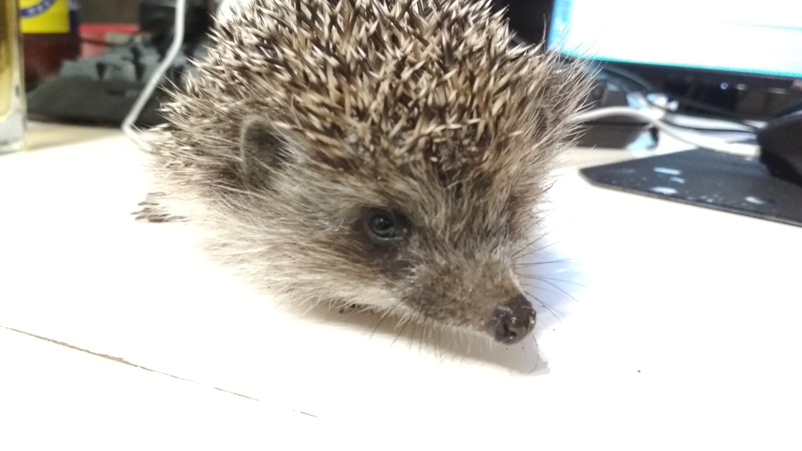 Hedgehog - My, Hedgehog, Night, Animals, Longpost