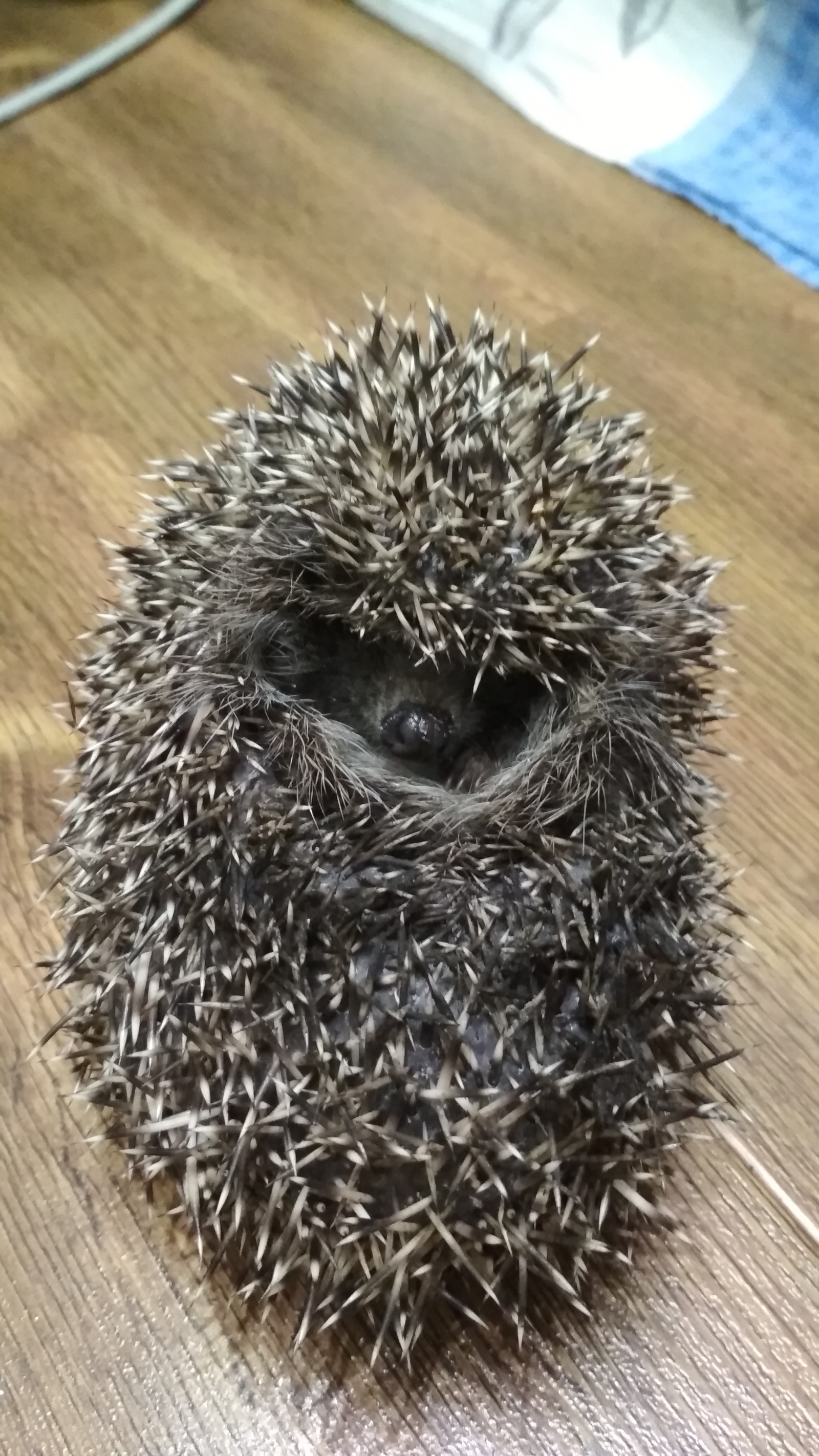 Hedgehog - My, Hedgehog, Night, Animals, Longpost