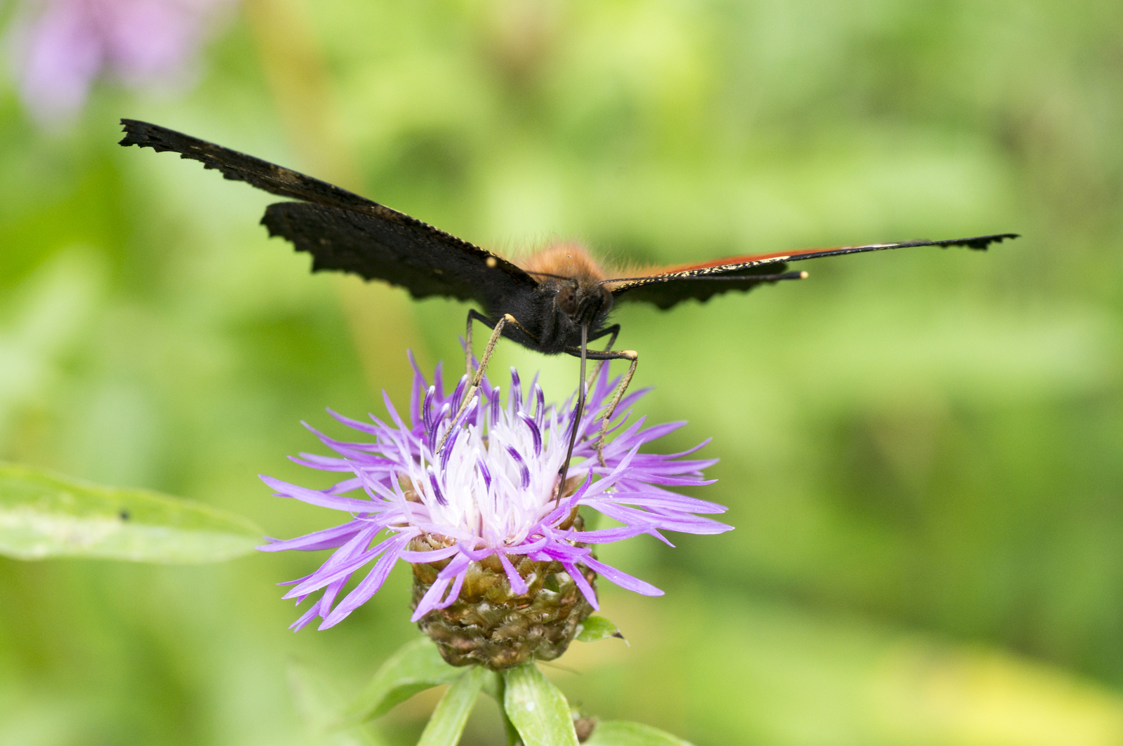 Do you love butterflies? I have them! - My, Macro, Insects, Butterfly, Sony alpha 580, , Longpost, Macro photography, Tamron