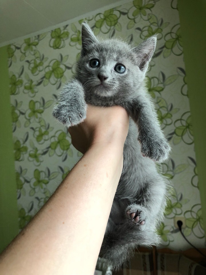 Green-eyed beauties - My, cat, Kittens, Russian blue, Longpost