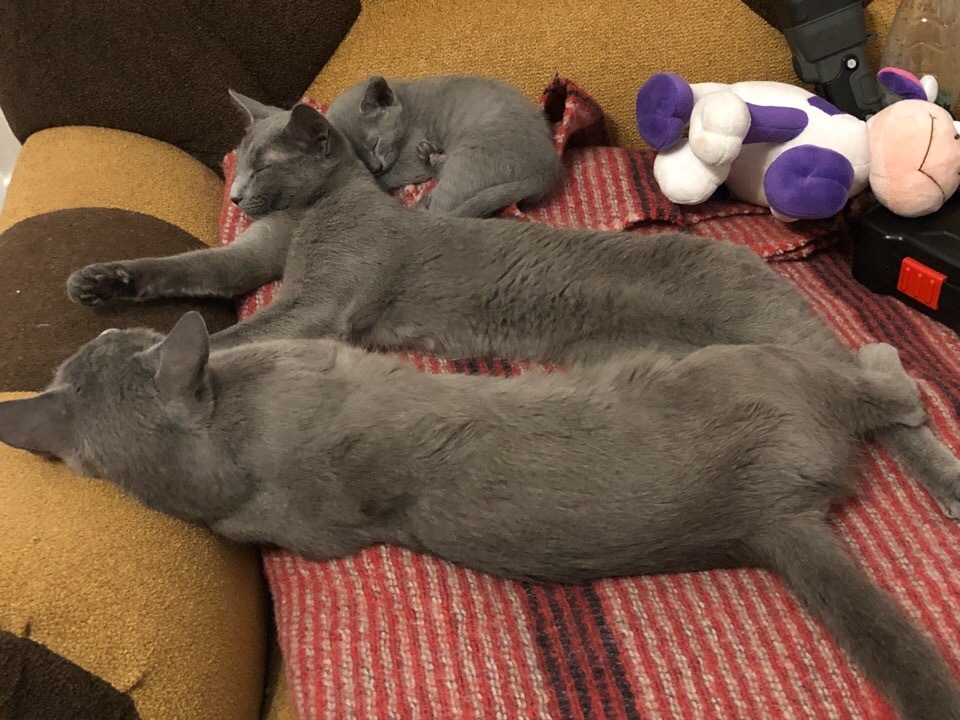 Green-eyed beauties - My, cat, Kittens, Russian blue, Longpost