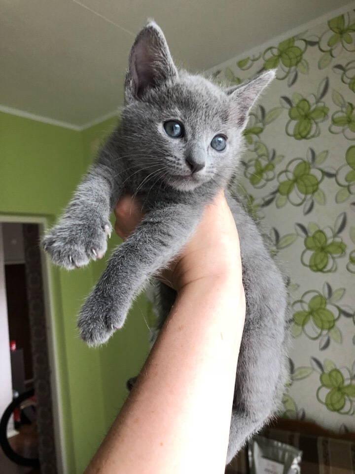 Green-eyed beauties - My, cat, Kittens, Russian blue, Longpost