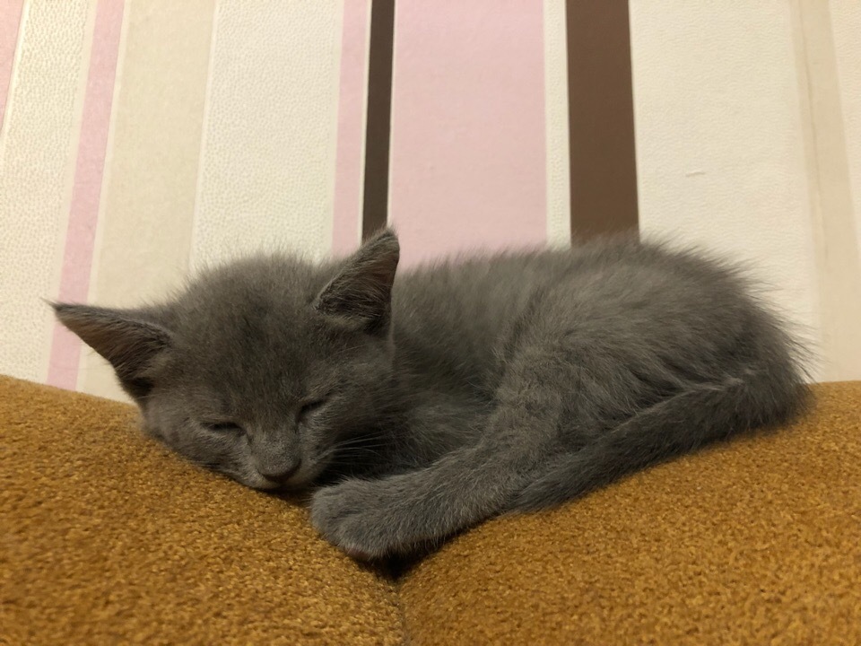 Green-eyed beauties - My, cat, Kittens, Russian blue, Longpost