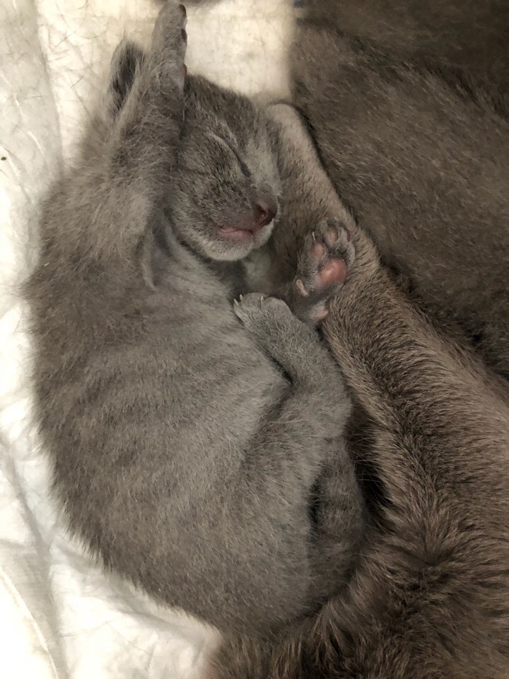 Green-eyed beauties - My, cat, Kittens, Russian blue, Longpost