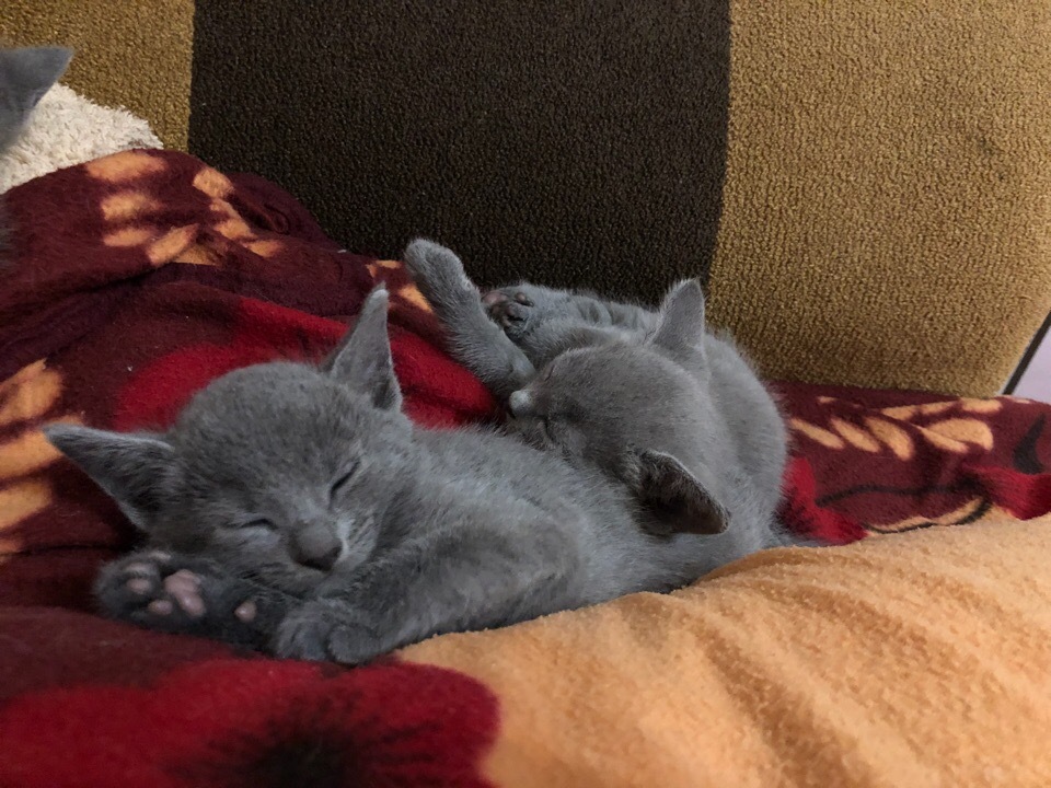 Green-eyed beauties - My, cat, Kittens, Russian blue, Longpost