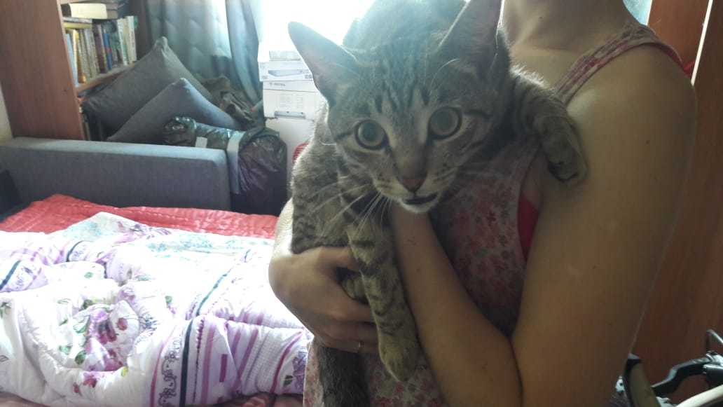 Found a cat! - My, Lost, Yekaterinburg, Found a cat, Botany, In good hands, cat