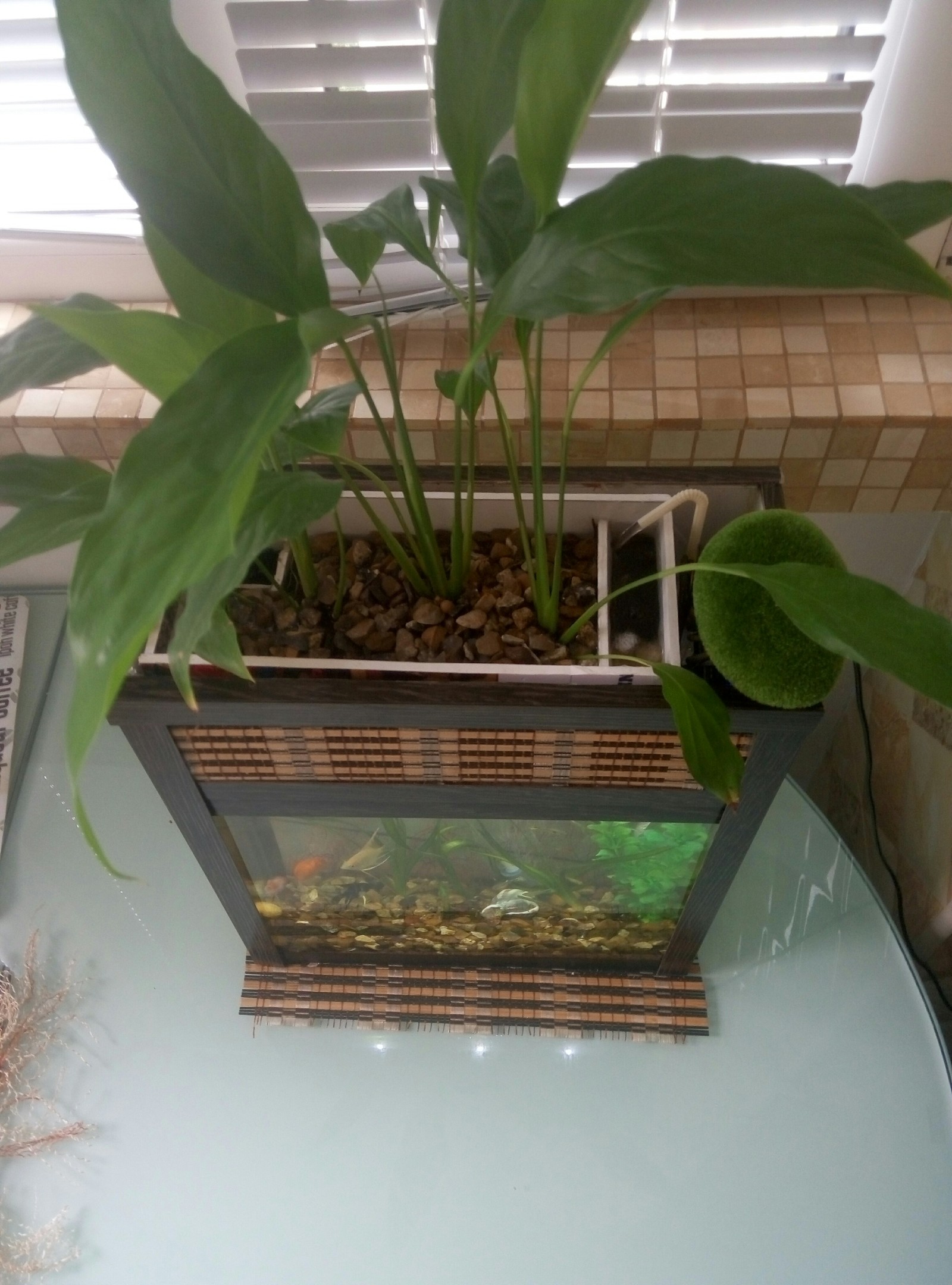 Mini aquarium with phytofilter - My, Aquarium, Phytofilter, Biosystem, Longpost