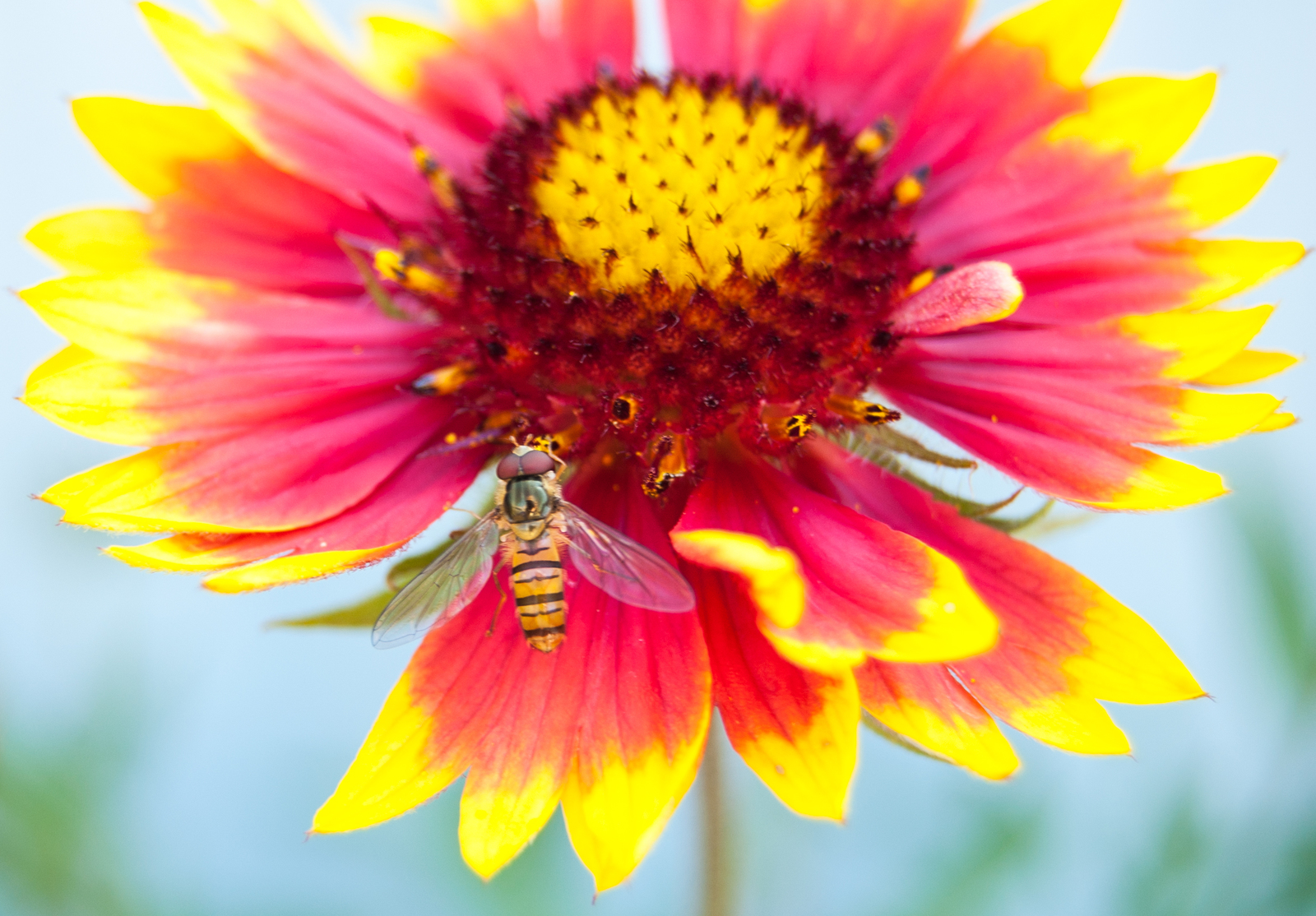 Flower time. - My, Nikon D40, Nikon, Flowers, I want criticism, Macro, Nature, Longpost, Macro photography