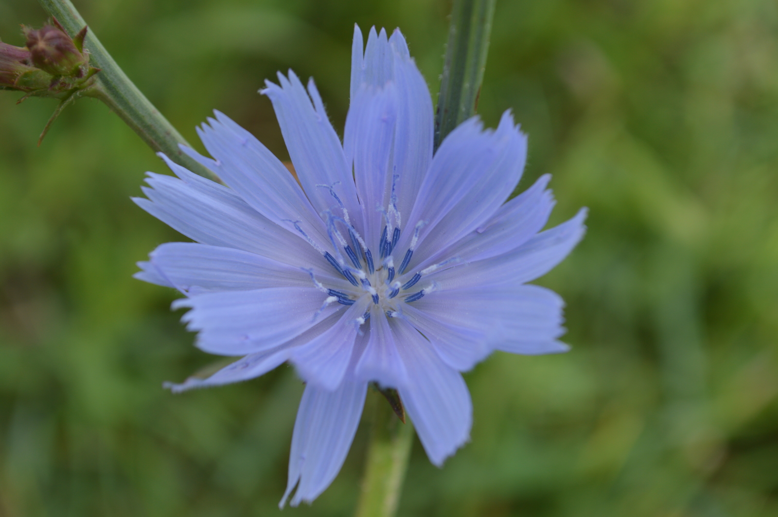 First attempts at photography (part 3). - My, Beginning photographer, Nikon d3200, Cossacks, Macro, Plants, People, Longpost, Macro photography